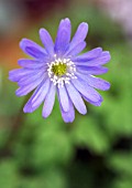 ANEMONE PENNINA