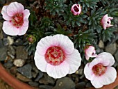 SAXIFRAGA PINK STAR