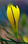 IPHEION SELLOWIANUM