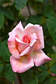 ROSA MICHELE MEILLAND CL