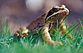 FROG IN GRASS