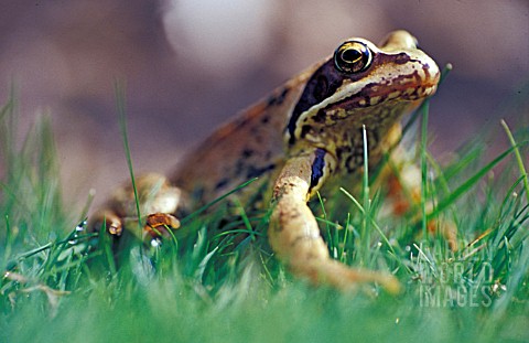 FROG_IN_GRASS