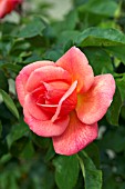 ROSA ZAMBRA 93