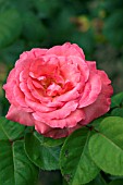 ROSA PANTHERE ROSE