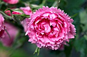 ROSA PINK GROOTENDORST