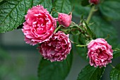 ROSA PINK GROOTENDORST