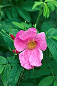 ROSA GERMANICA VARIETE A