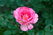 ROSA MADAME DIMITRIU