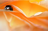 HARLEQUIN LADYBIRD EMERGING FROM BETWEEN ROSE PETALS