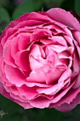 ROSA MRS JOHN LAING