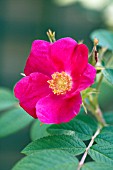 ROSA ATROPURPUREA