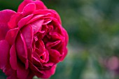 ROSA MADAME HERSILIE ORTGIES