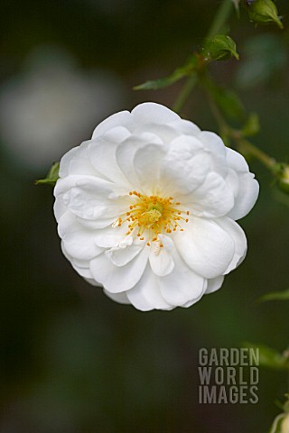 ROSA_SANDERS_WHITE_PAMBLER