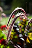 PENNISETUM SETACEUM RUBRUM