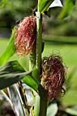 ZEA MAYS, ORNAMENTAL CORN PLANT