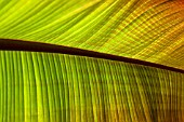 ENSETE LEAF, FALSE BANANA PLANT