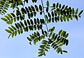 GLEDITSIA TRIANCANTHOS SUNBURST