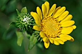 GRINDELIA CAMPORUM, SHOWING PROTECTIVE GUM