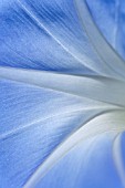 IPOMOEA FLOWER DETAIL