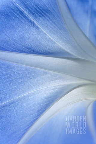 IPOMOEA_FLOWER_DETAIL