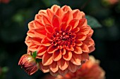 DAHLIA ORANGE NUGGET