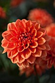 DAHLIA ORANGE NUGGET