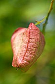 KOELREUTERIA PANICULATA (FRUIT)