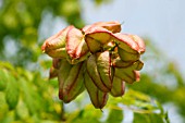 KOELREUTERIA PANICULATA (FRUIT)