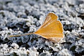 FROSTED GINKGO LEAF
