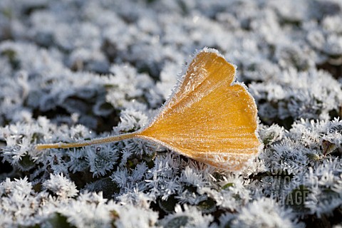 FROSTED_GINKGO_LEAF