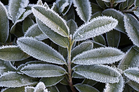 PRUNUS_LAUROCERASUS_MOUNT_VERNON_FOLIAGE_WITH_FROST