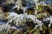 FROSTED FOLIAGE OF CHAMAECYPARIS LAWSONIANA