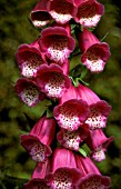 DIGITALIS PURPUREA,  COMMON FOXGLOVE