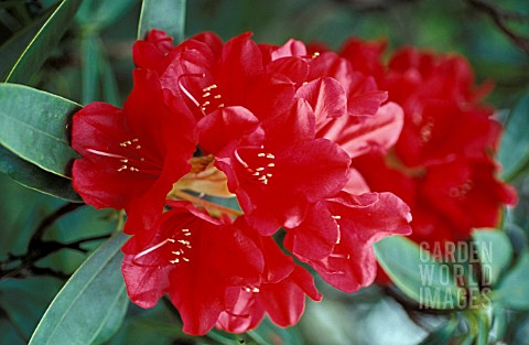 RHODODENDRON_BULSTRODE_PARK__RED_FLOWERS_CLOSE_UP