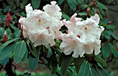 RHODODENDRON DECORUM,  WHITE, FLOWERS, CLOSE UP