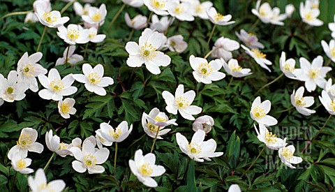 ANEMONE__NEMOROSA__WOOD_ANEMONE