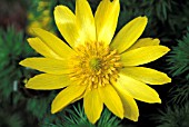 ADONIS VERNALIS,  YELLOW, FLOWER