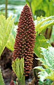 GUNNERA TINCTORIA (SYN. CHILENSIS,  SCABRA)