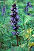 AJUGA REPTANS,  EVERGREEN, PERENNIAL, CREEPER, BLUE, FLOWER, SPRING