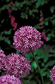 ALLIUM GIGANTEUM,  BULB, PURPLE, FLOWER, CLOSE UP, SUMMER,