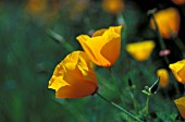 ESCHSCHOLZIA CALIFORNICACALIFORNIA POPPY