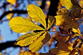 AESCULUS HIPPOCASTANUM,  CLOSE UP, LEAVES, AUTUMN