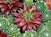 SEMPERVIVUM RUBIN