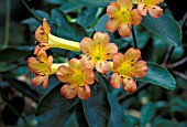 RHODODENDRON CHRISTIANAE,  ORANGE, FLOWERS, CLOSE UP