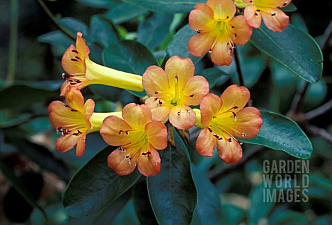 RHODODENDRON_CHRISTIANAE__ORANGE_FLOWERS_CLOSE_UP
