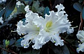 RHODODENDRON VEITCHIANUM,  WHITE, FLOWERS, CLOSE UP