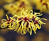 HAMAMELIS X INTERMEDIA