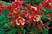 AQUILEGIA ORIGAMI RED AND WHITE,  PERENNIAL, RED, WHITE, SINGLE, FLOWER, CLOSE UP