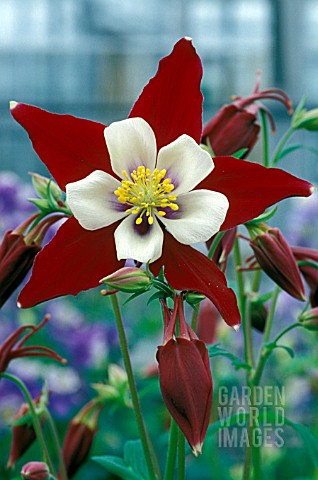 AQUILEGIA_SWAN_BURGUNDY_AND_WHITE__PERENNIAL_RED_WHITE_SINGLE_FLOWER_CLOSE_UP