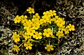 DIONYSIA ARETIOIDES,  GROWING BETWEEN ROCKS